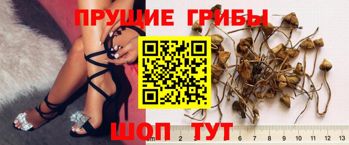 Галлюциногенные грибы GOLDEN TEACHER Тимашёвск